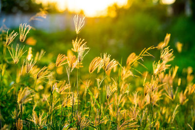 Close-up of stalks in field