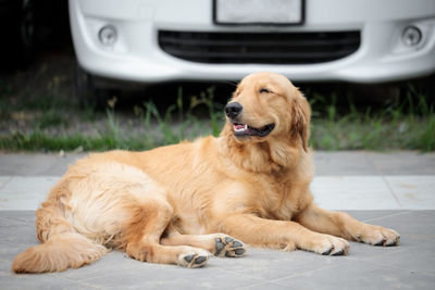 Golden retriever relaxing on car