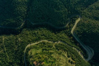 Country road in the shape of an m. in the middle of a pine forest.