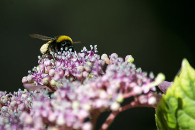 Close-up of bee on purple flower