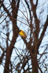 Low angle view of bird perching on branch