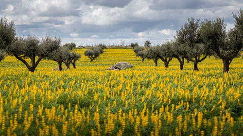 Scenic view of olive trees in field against sky