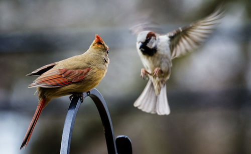 Close-up of birds perching on branch