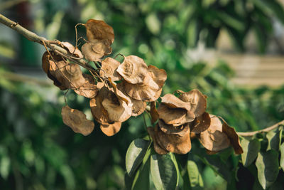 Close-up of dead leaves