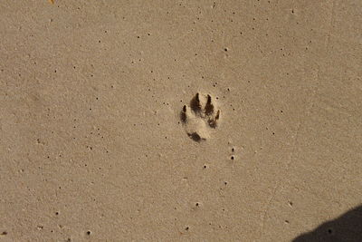 High angle view of paw print at sandy beach