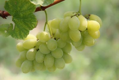 Close-up of grapes growing on plant