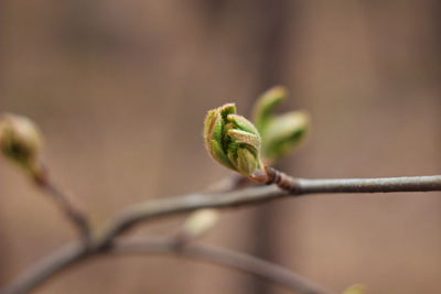 Close-up of green leaf on twig