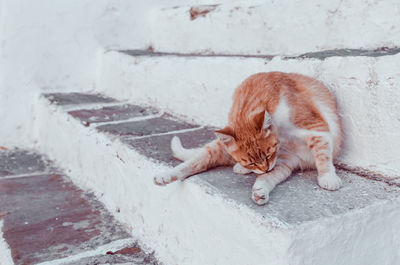 Full length of ginger cat lying on wall