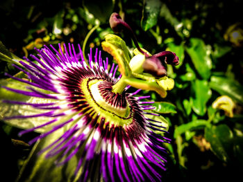 Close-up of purple flower