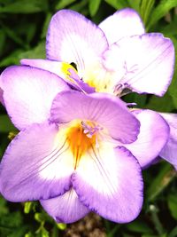 Close-up of flower blooming outdoors