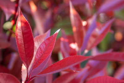 Close-up of red flower