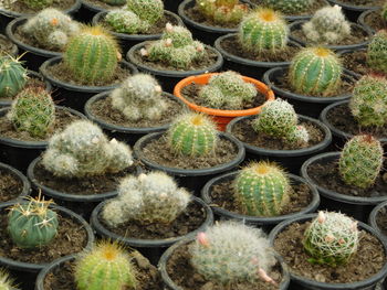 Full frame shot of succulent plants