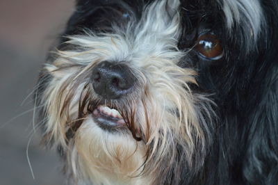 Close-up portrait of dog