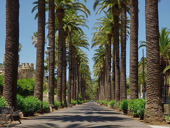 Footpath amidst palm trees against sky