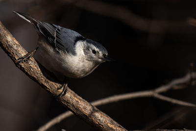 A white-breasted nuthatch foraging for food, sitta carolinensis