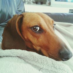 Close-up portrait of a dog