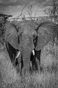 View of elephant in black and white on field
