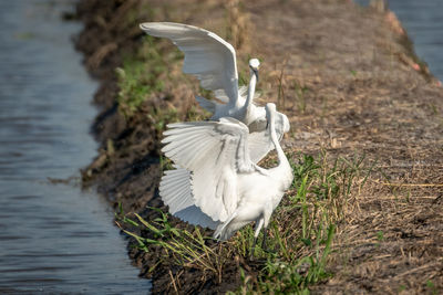 Seagull flying over lake