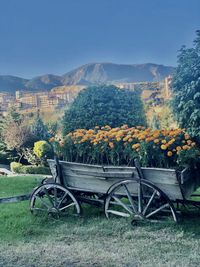 View of trees on field against sky