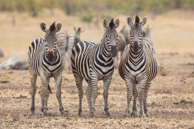 Zebras on field