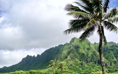 Palm trees against sky