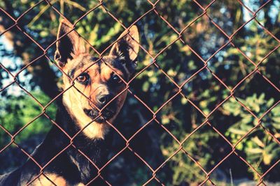 Chainlink fence seen through chainlink fence