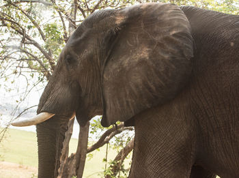 Close-up of elephant in forest