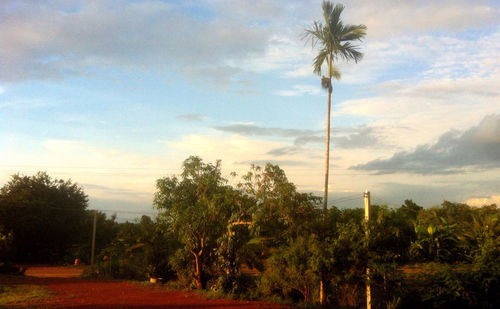 Palm trees against cloudy sky