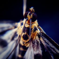 Close-up of bee on leaf