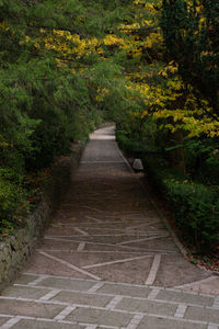 Footpath amidst trees in forest during autumn