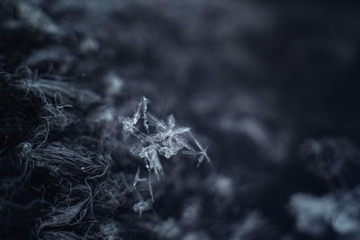 Close-up of frozen plant