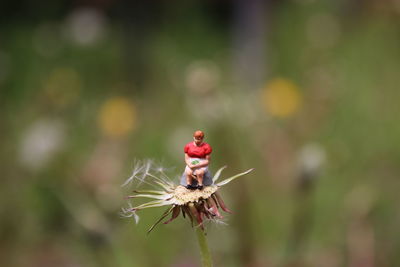 Close-up of insect on flower