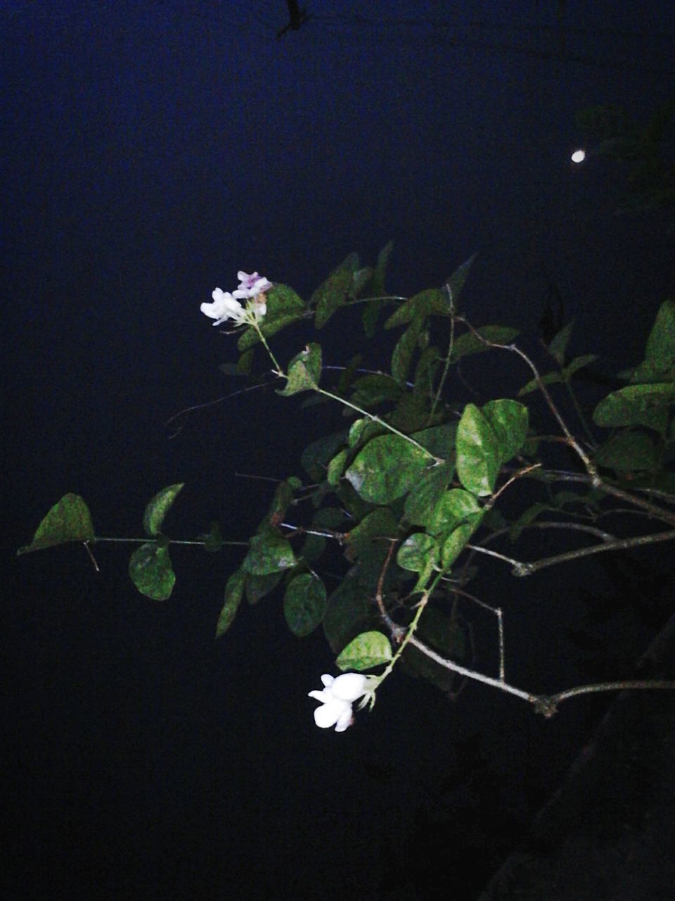 leaf, growth, flower, plant, white color, freshness, fragility, night, nature, beauty in nature, petal, close-up, green color, stem, high angle view, blooming, no people, flower head, white