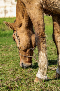 Horse grazing in a field