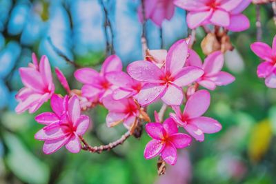 Close-up of pink flowering plant