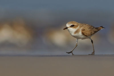 Close-up of bird walking outdoors