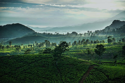 Scenic view of agricultural field against sky