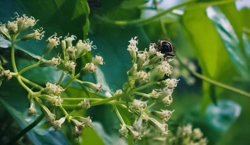 Close-up of bee on plant