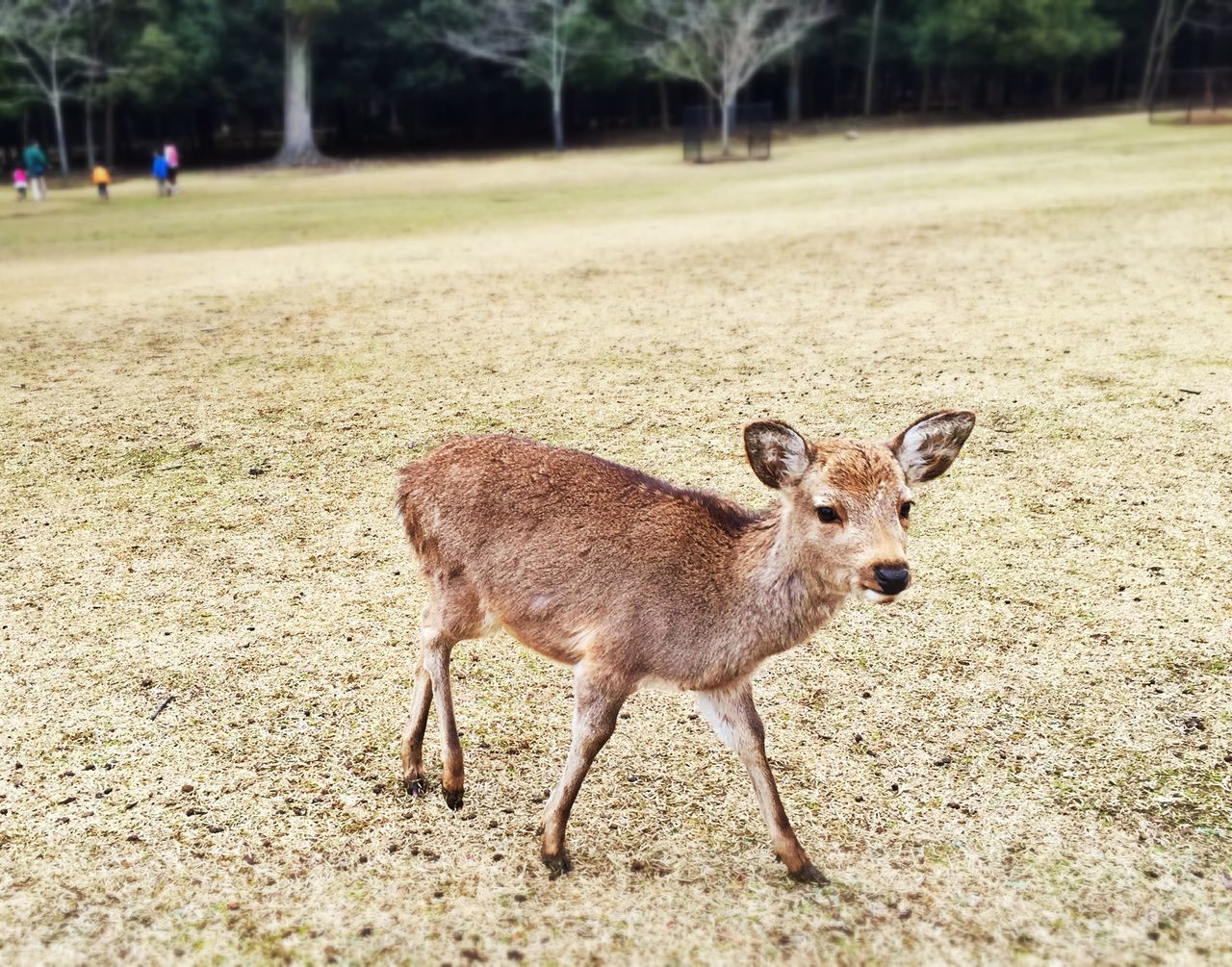 animal themes, one animal, mammal, animals in the wild, wildlife, full length, field, walking, domestic animals, young animal, standing, focus on foreground, nature, sunlight, deer, outdoors, day, side view, road, running