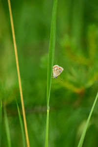 Close-up of insect on leaf against blurred background