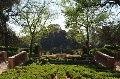 Trees and plants in park