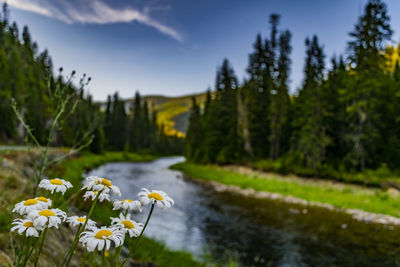 Close-up of yellow flowering plants by land against sky