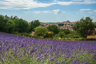 Panoramic view of lavender flowers fields near valensole, in the french provence.