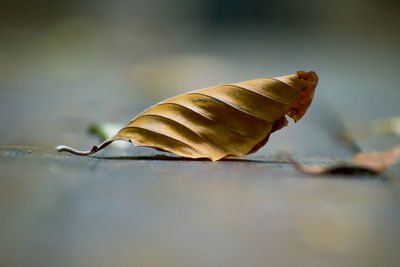 Close-up of shell on leaf