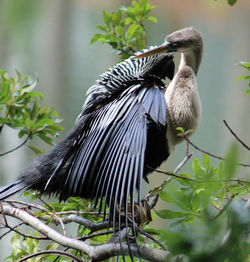 Close-up of bird perching on tree