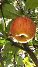 Close-up of apple on tree