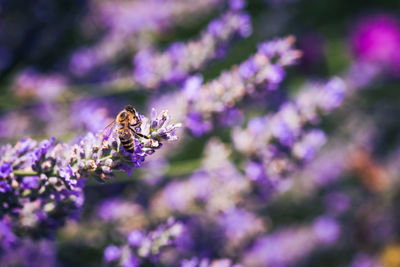 Close-up of bee pollinating on fresh purple flower