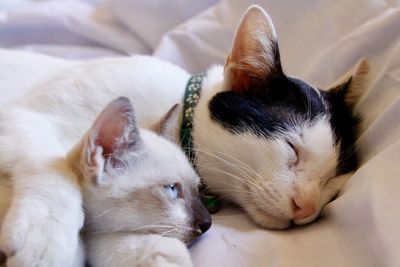 Close-up of cats resting