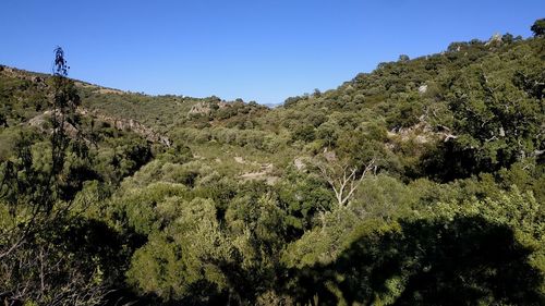 Scenic view of forest against clear sky