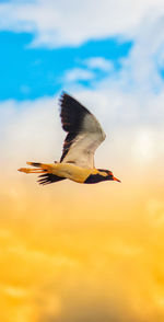 Low angle view of bird flying in sky